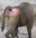 baboon-pink-butt.JPG